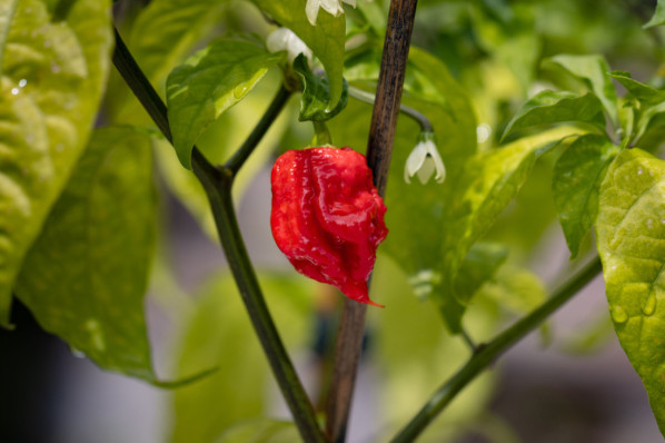 Carolina Reaper Chili Frucht und Pflanze