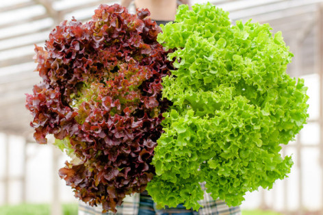 Lollo Rosso Salat