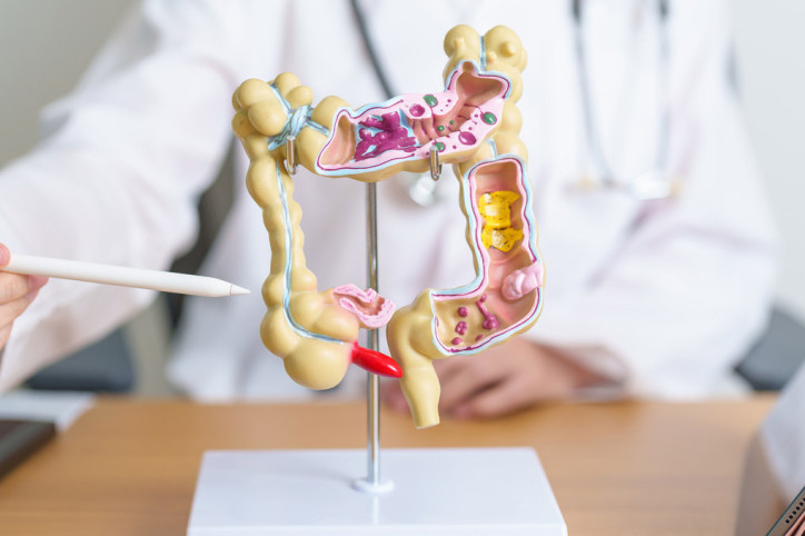 Ein Modell eines Darms