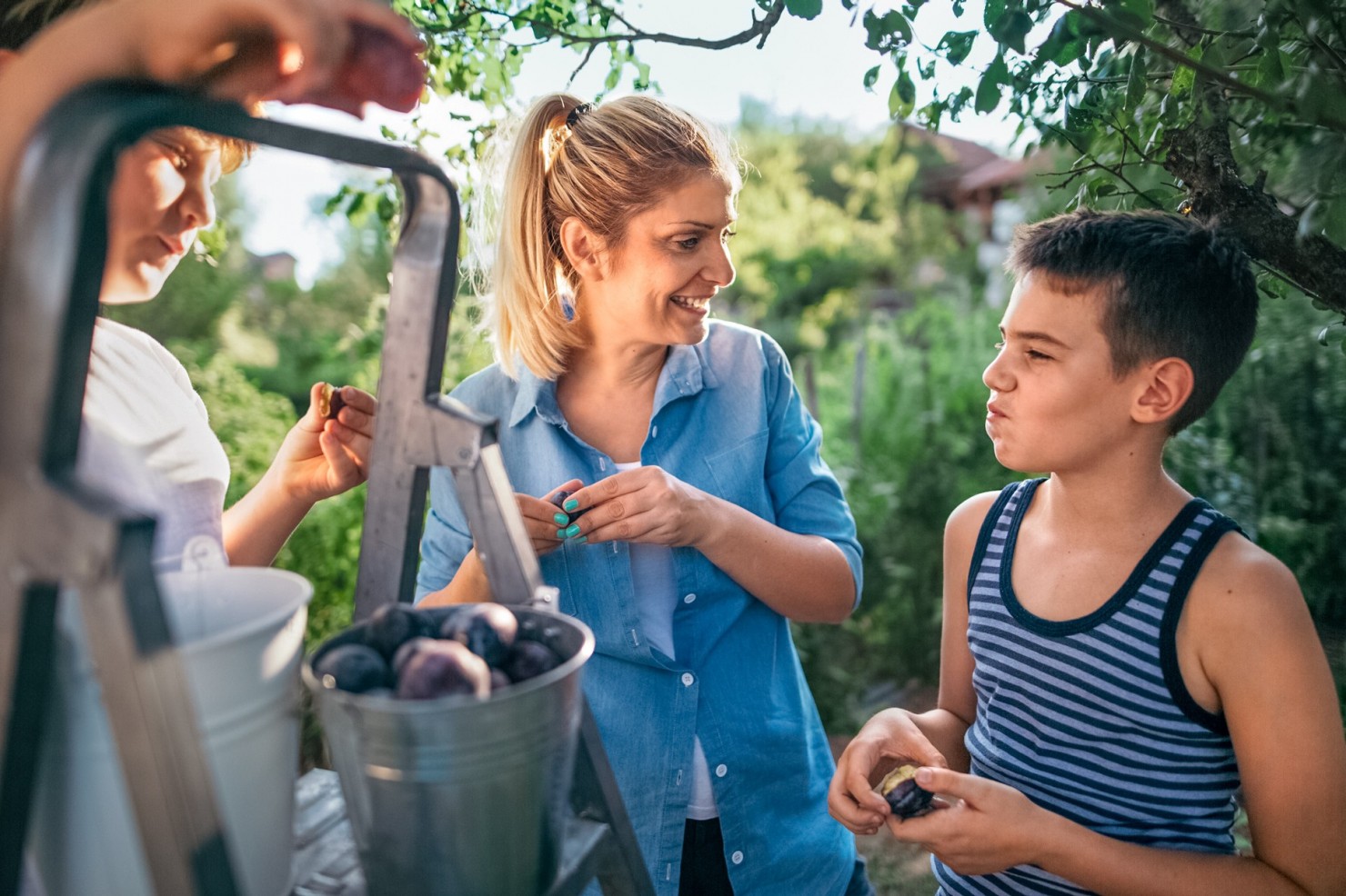 Eine circa 45-jährige Mutter sammelt mit ihren beiden Söhnen, beide circa 13 bis 15 Jahre alt, Pflaumen im Garten. Alle drei haben je eine Pflaume zum Kosten geöffnet. Einer der beiden Jungen kaut bereits genüsslich.