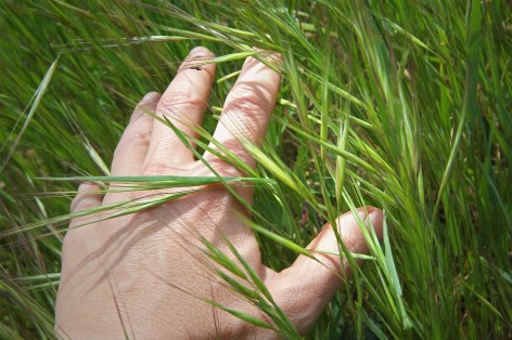 Hand berührt Gras sanft