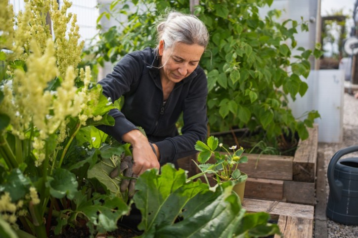 Eine ältere Frau pflegt ihren im Garten angebauten Rhabarber.