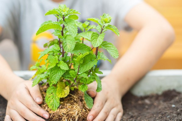 Eine Person pflanzt eine Pfefferminzpflanze in die Erde ein.