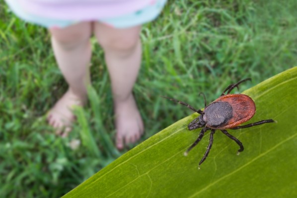 Kleines Mädchen spielt auf der Wiese. Neben ihr ist eine Zecke auf einer Pflanze zu erkennen.