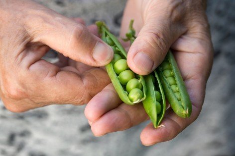 Zwei Hände halten drei grüne, geöffnete Erbsenschoten und lösen die Erbsen heraus.