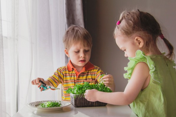 zwei Kleinkinder ernten Microgreens. Der Junge hat eine Schere in der hand und schneidet die Stängel ab