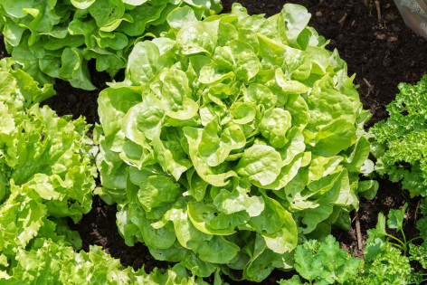 Eichblattsalat