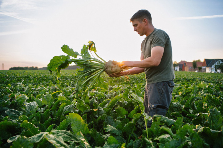 Ein Landwirt erntet einen Kohlrabi auf einem Feld in der Börde
