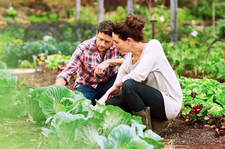 Ein Mann und eine Frau knien vor einem Beet mit Kohl