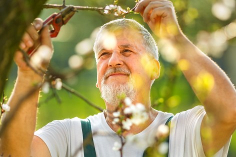 Älterer Mann mit brauner Haut beim Verschneiden eines Baums