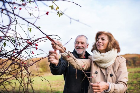 Ein etwa 60 jähriges Paar pflückt in der Natur an einem Strauch Hagebutten.