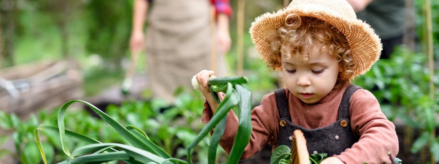 Ein etwas 4 jähriger Junge greift in einen Bastkorb voll mit frischem Gemüse. Im Hintergrund sind zwei Erwachsen,d ie sich ebenfalls in einem Garten befindet.