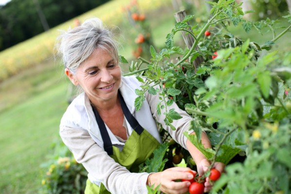 Eine Seniorin arbeitet in einem Garten und ernten Tomaten. Dabei lächelt sie.