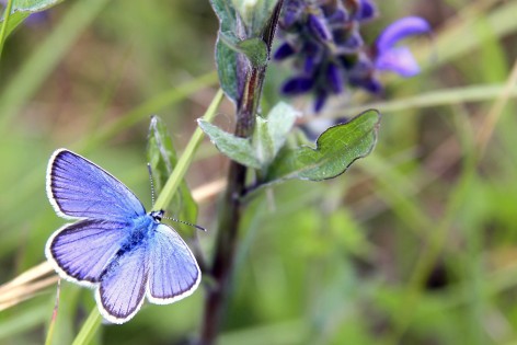 Ein blauer Schmetterling sitzt auf einer Wiese bei einer blauen Orchideenblüte.