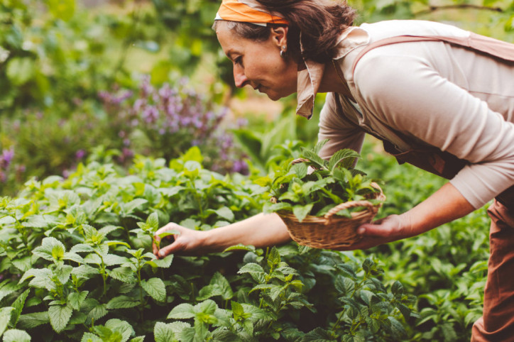 Eine Frau sammelt Kräuter im Harz