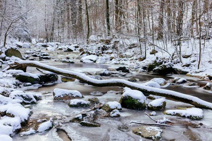 Wald im Ilsetal