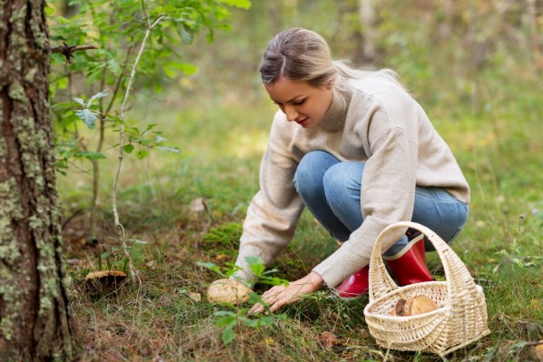 eine etwa 25 jährige Frau befindet sich im Wald. Sie hockt am Boden und pflückt einen Pilz. Neben ihr steht ein Korb, voll mit gesammelten Pilzen.