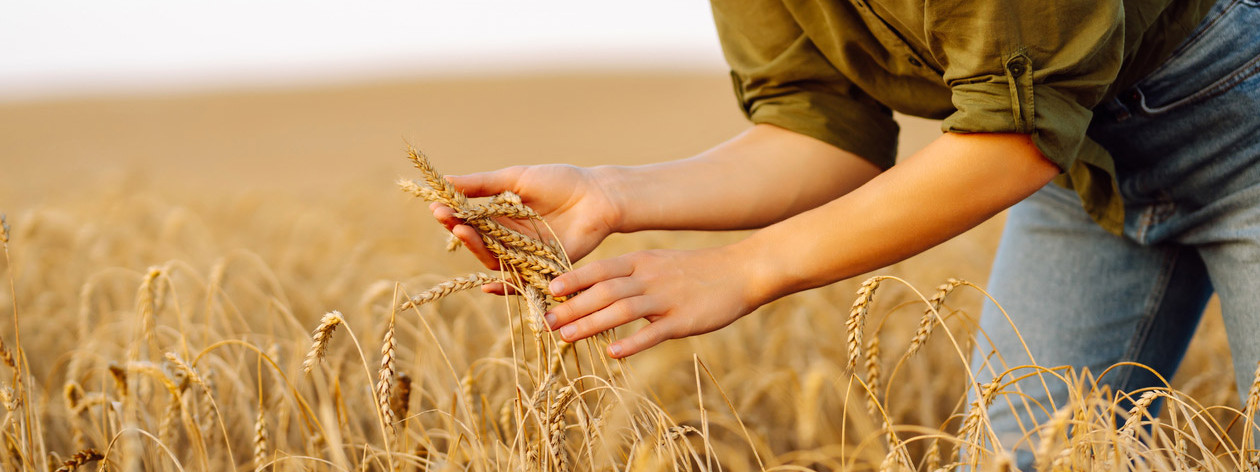 Eine Frau kontrolliert die Weichweizenähren auf einem Feld