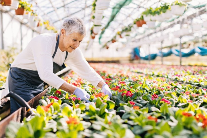 Eine Seniorin arbeitet in einer Gärtnerei.