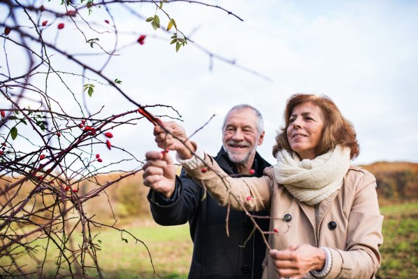 Älteres Pass pflückt im späten Herbst Hagebutten von einem Ast