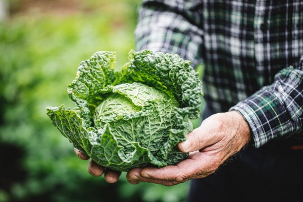 Close-up of hand of a senior man holding freshly harvested cabbage. Senior farmer holding fresh kale cabbage in the farm.