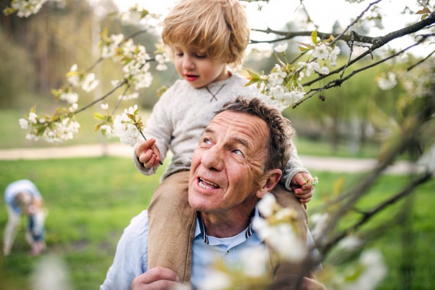 Ein Großvater trägt seinen Enkel auf en Schultern. Sie stehen neben einem blühenden Kirschbaum