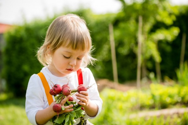 Ein etwa 3 jähriges Kind befindet sich in einem Garten. Es hält ein Bund Radieschen in der Hand und schaut dieses sich genau an.