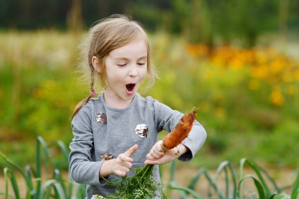 Ein etwa 4-jähriges Mädchen bewundert eine von ihr frisch aus der Erde gezogene Möhre.
