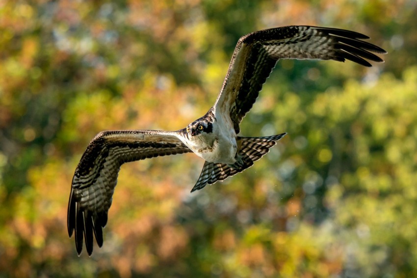 Ein Fischadler fliegt mit ausgebreiteten Flügeln vor einem Herbstwald.