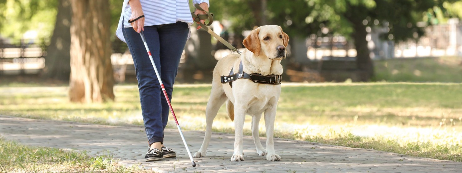 Eine sehbehinderte Frau läuft in einem Park mit einem Blindenstock und wird von einem Blindenführhund geführt.