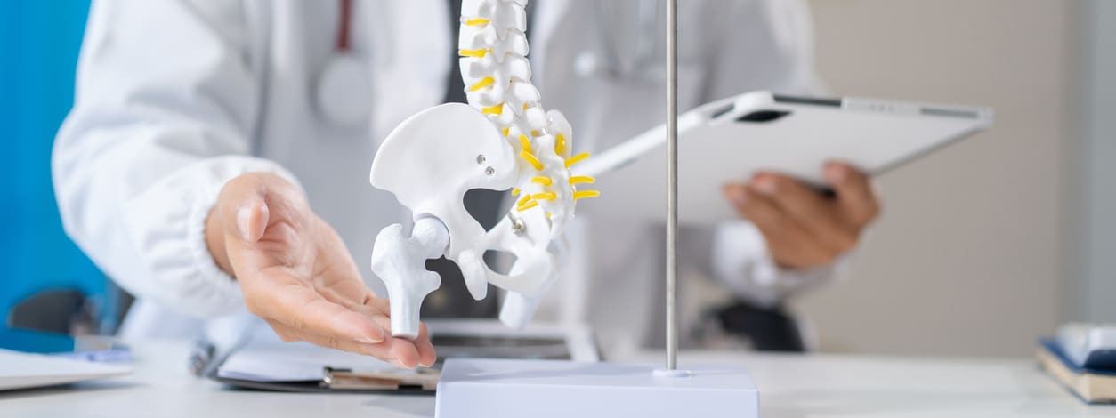 Orthopäde präsentiert Modell einer Wirbelsäule
