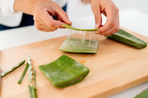 Aus einer aufgeschnittenen Aloe vera tritt Gel aus.