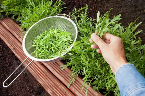 Hände ernten Rucola