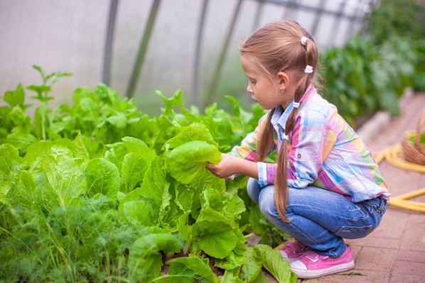 Ein etwa 6 jähriges Mädchen hockt am Rande eines Beetes und pflückt Salatblätter.