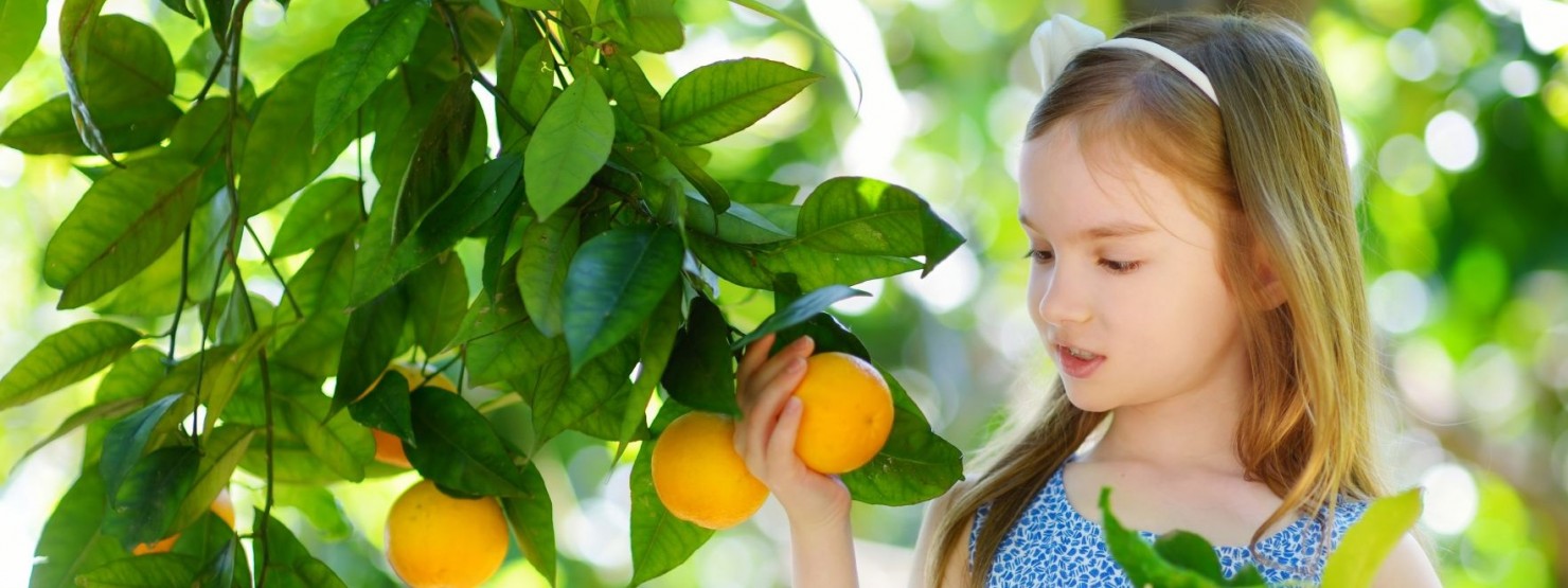 Ein etwa 6 jähriges Mädchen steht unter einem Orangenbaum und pflückt reife Orangen, Im linken Arm hält sie bereits geerntete Früchte. 