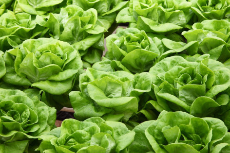 Kopfsalat