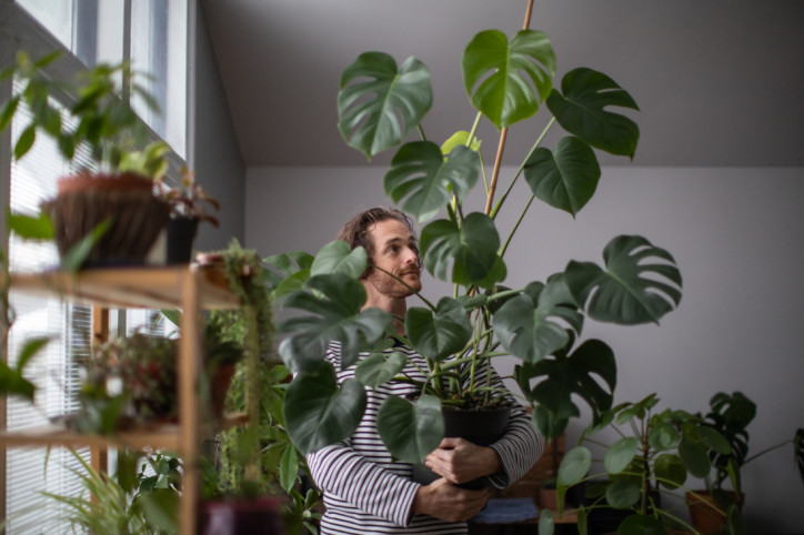Young man taking good care of indoors plant. Indoors gardening concept.