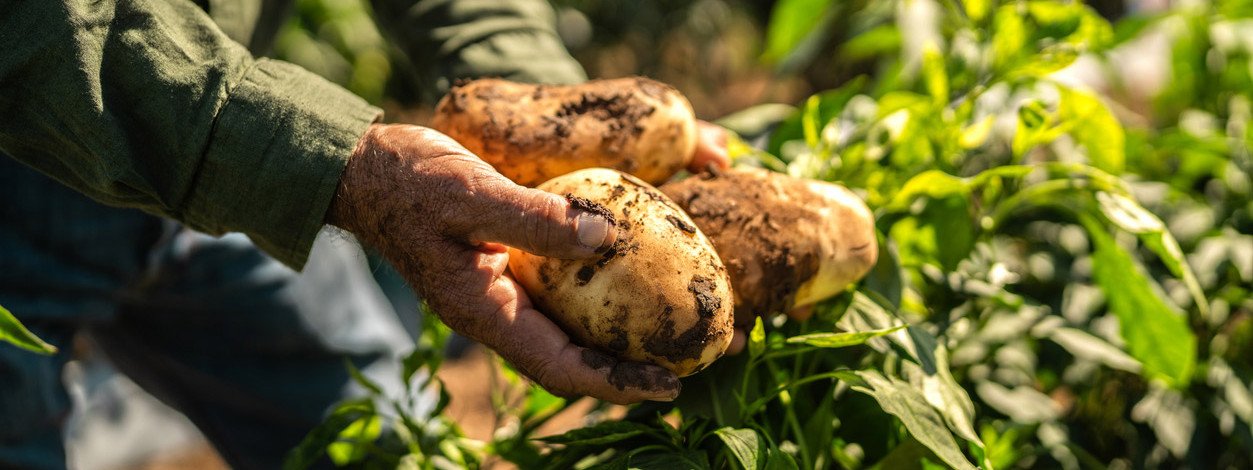 Kartoffeln werden auf einem Feld in der Magdeburger Börde geerntet