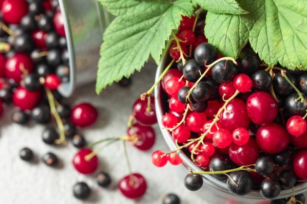 Schwarze- und rote Johannisbeeren liegen in einem Eimer