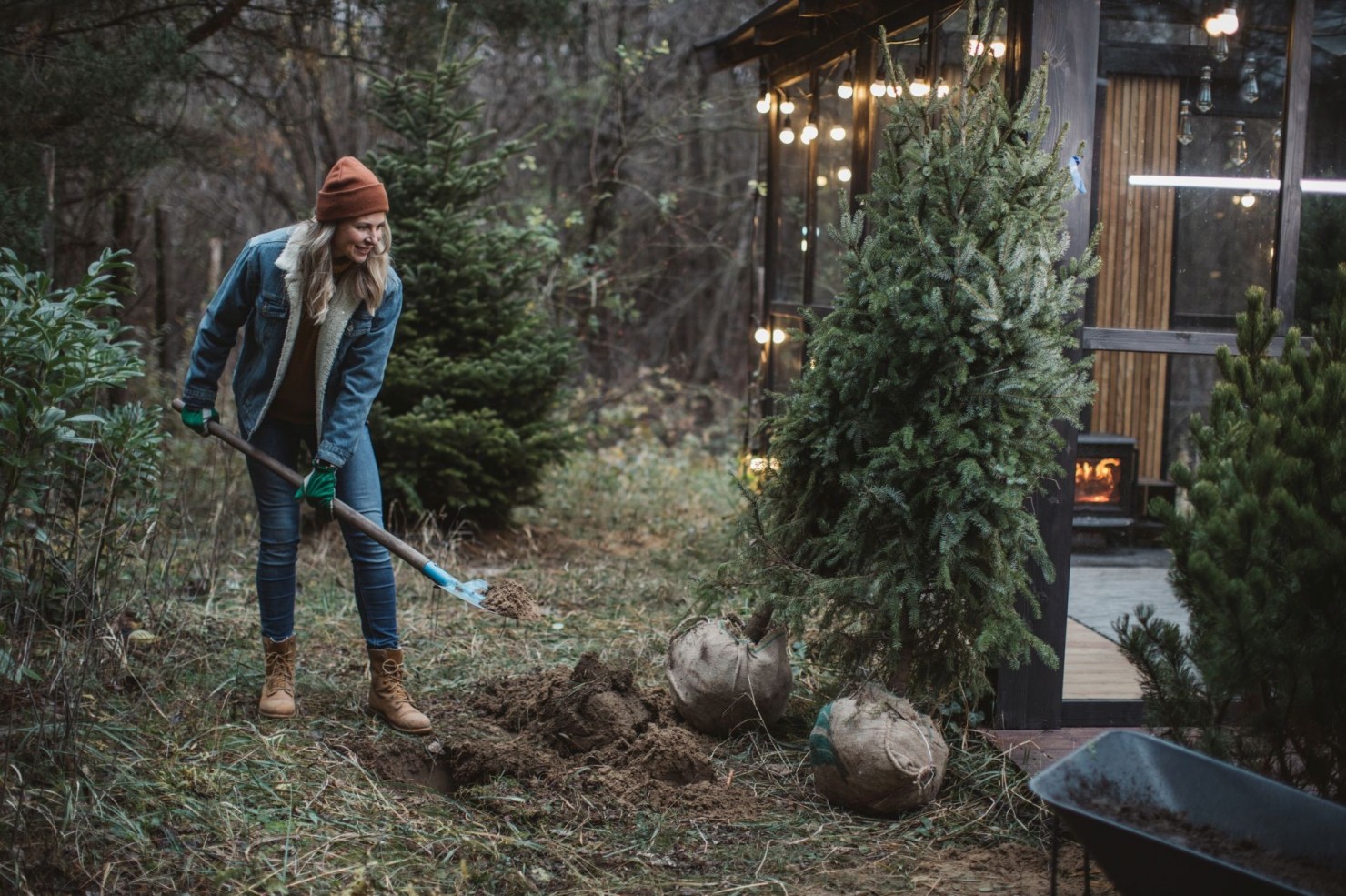 Eine ca. 30jährige Frau gräbt mit dem Spaten ein Loch um einen tannenbaum einzupflanzen