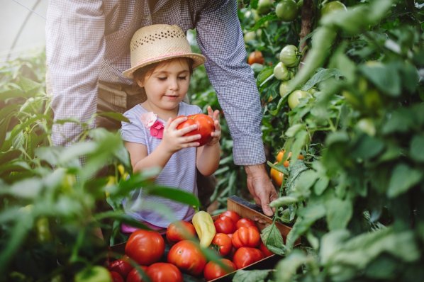 Ein etwa 3-jähriges Mädchen begleitet ihren Großvater bei der Gemüseernte und betrachtet eine Tomate. 