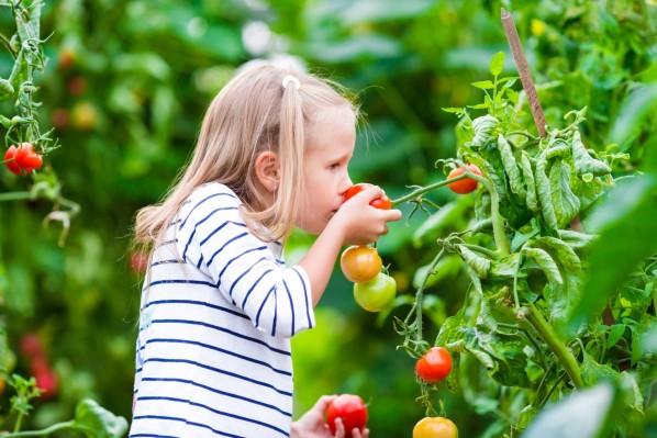 Ein etwas 7 jähriges Mädchen befindet sich in einem reich bepflanzen garten und riecht an einer reifen Tomatenpflanze.