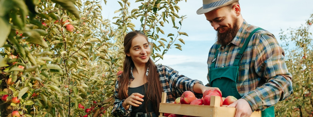 Ein Bauer bei der Obsternte