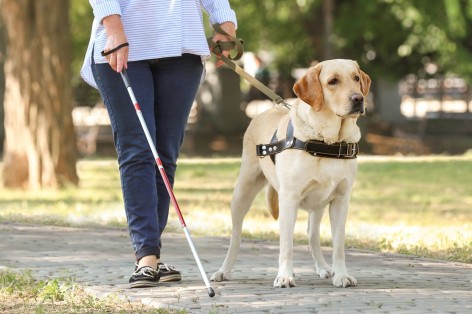 Eine sehbehinderte Frau läuft in einem Park mit einem Blindenstock und wird von einem Blindenführhund geführt.
