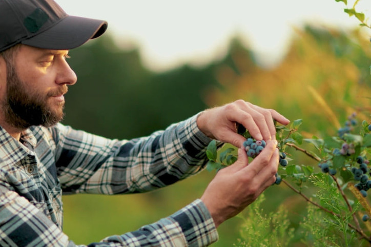 Ein Mann beim Pflücken gesunder regionaler Beerensorten