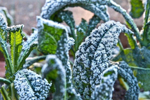 Grünkohl mit Frost