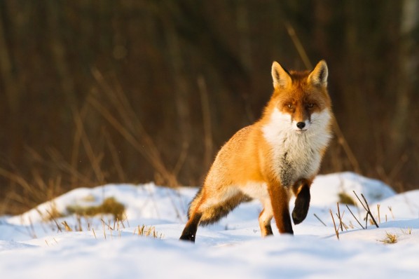 Ein Fuchs läuft am Waldrand durch den Schnee und schaut aufmerksam umher.