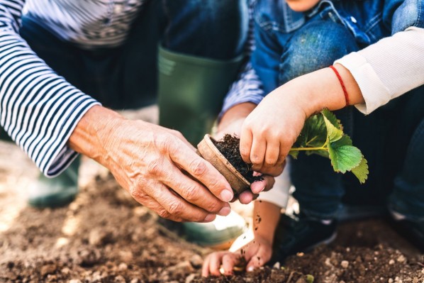 Die Hand einer Seniorin hilft einer Kinderhand beim einpflanzen einer jungen Erdbeerpflanze in ein Beet.