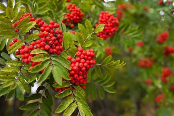 Vogelbeeren hängen an einem Baum