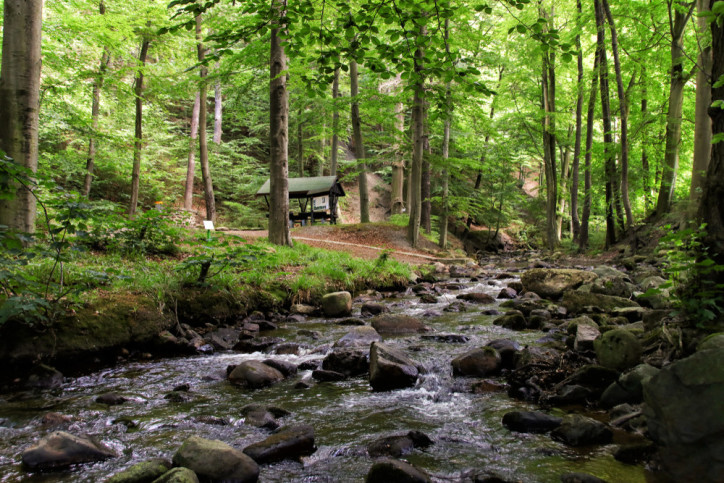 Waldwanderweg im Ilsetal